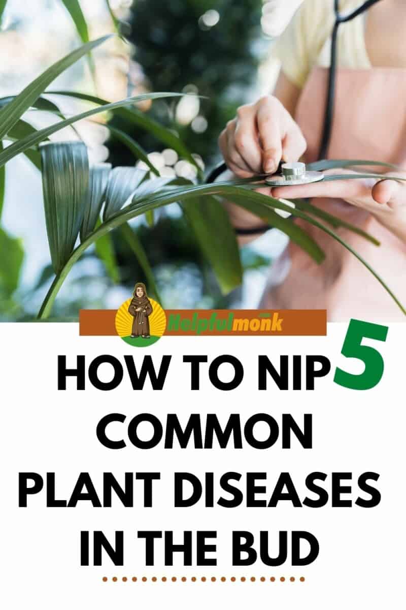 How to Nip 5 Common Plant Diseases in the Bud