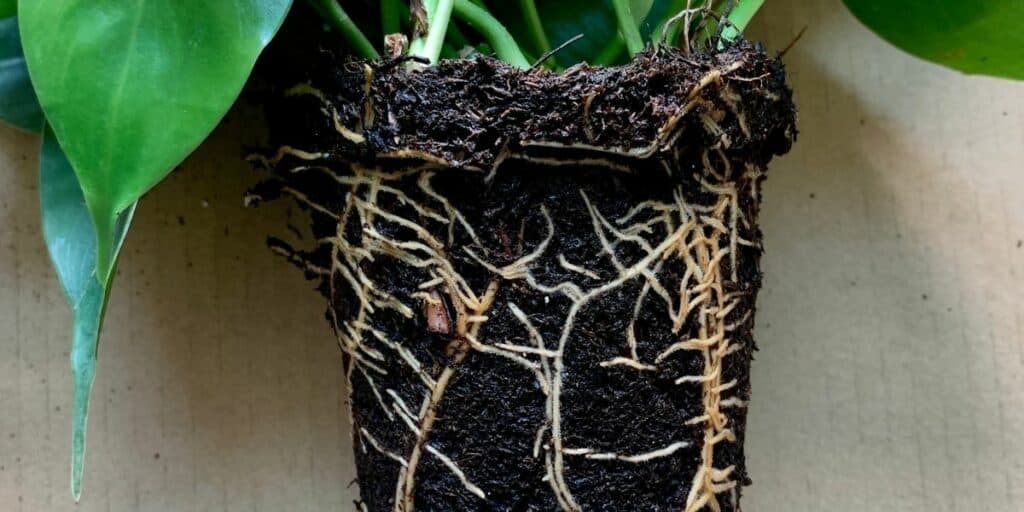 Root Rot is caused by Phytophthora