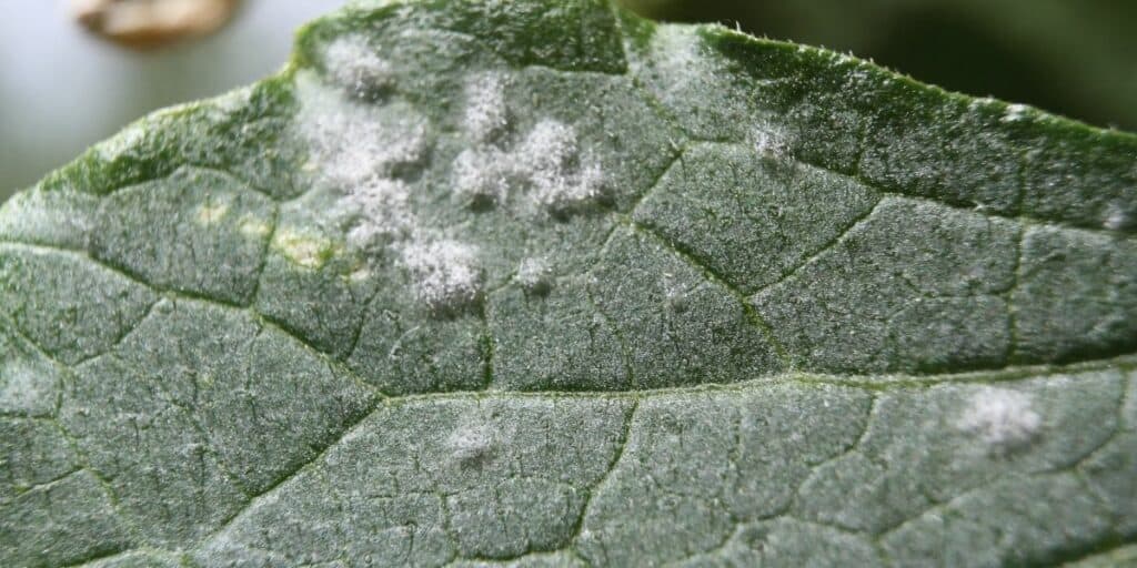 White Mold on plants